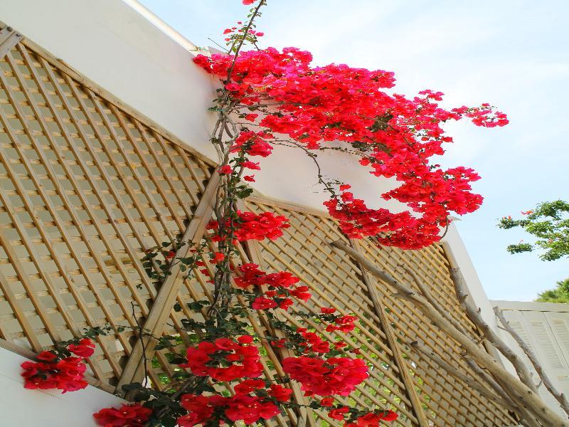 Melody Aparthotel Faliraki